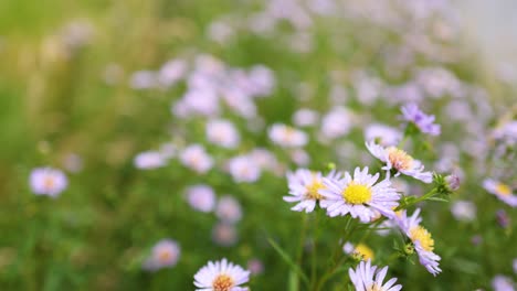 butterfly landing on purple daisies in a field