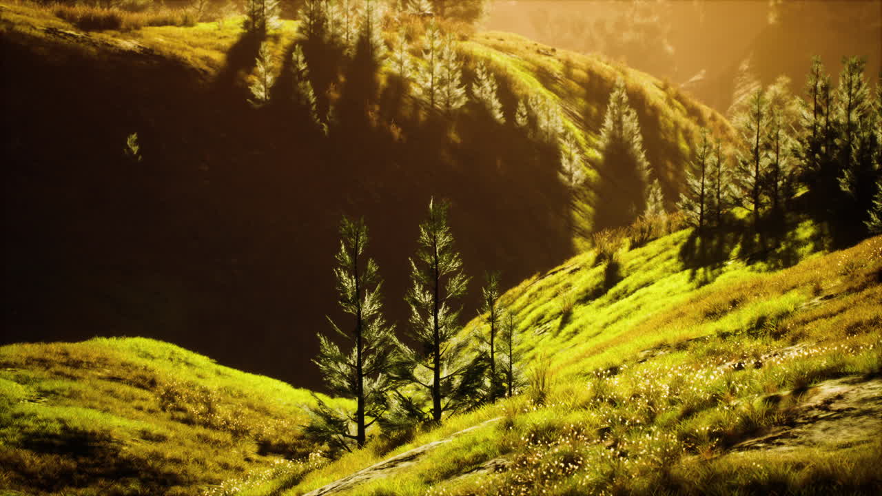 árboles verdes en el cañón al atardecer con niebla