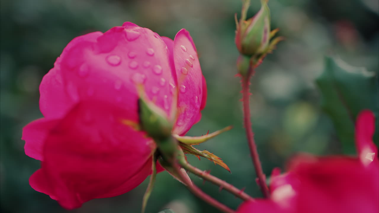 Close up of pink roses with water drops in a garden