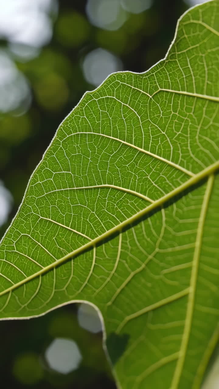 Close-up of a leaf