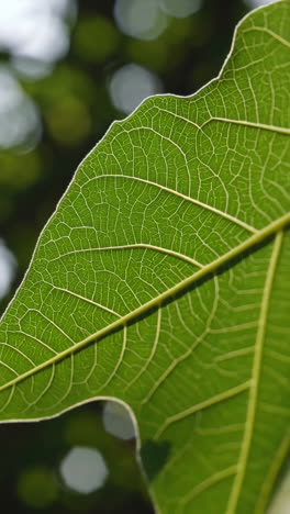 close-up of a leaf