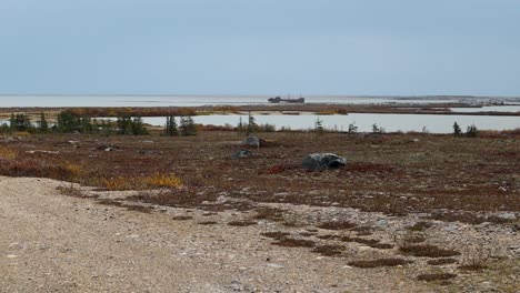 ithica shipwreck on hudson bay northern canada near churchill manitoba in summer