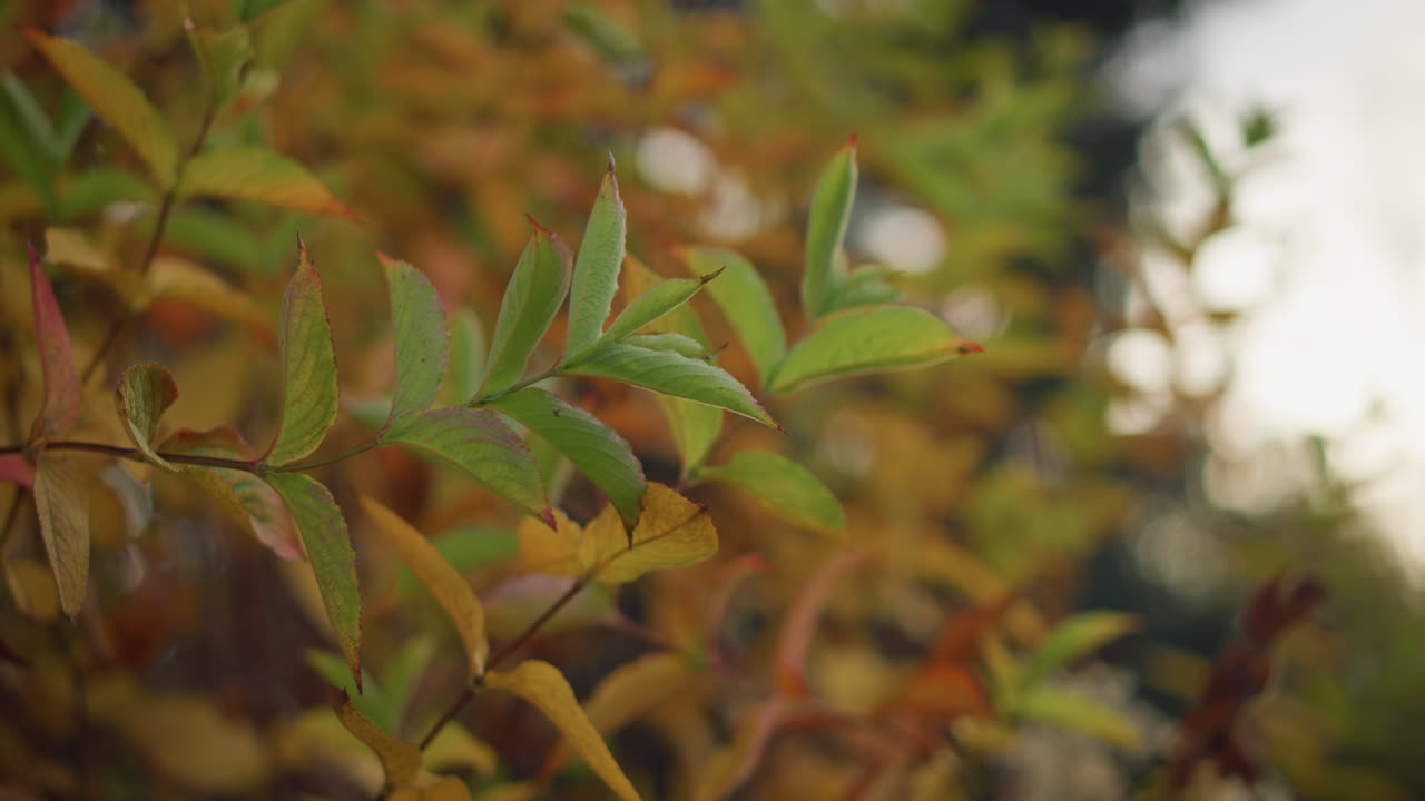 primer plano de hojas de otoño verdes y doradas vibrantes balanceándose suavemente en el viento, iluminadas por la suave luz del sol, una escena de naturaleza serena y pacífica con un fondo borroso
