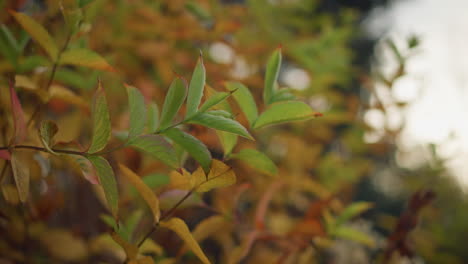 close-up of vibrant green and golden autumn leaves swaying gently in the wind, illuminated by soft sunlight, a serene and peaceful nature scene with blurred background