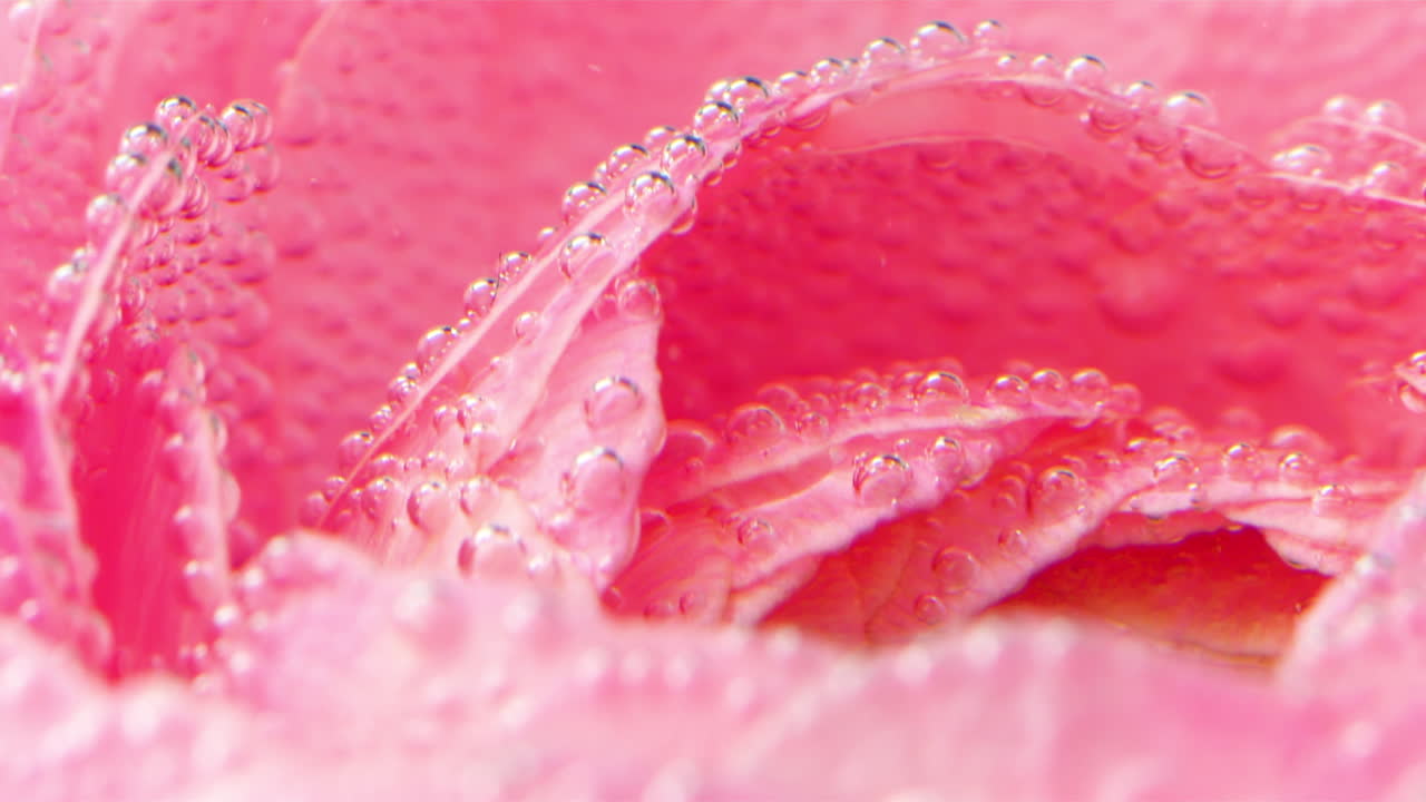 거품이 있는 분홍색 장미