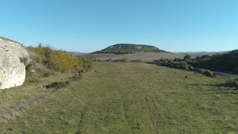 panoramic view of a rural landscape with cows