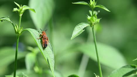Abejas-Silvestres,-Himenópteros,-Scoliidae,-Parque-Nacional-Kaeng-Krachan,-Imágenes-De-4k
