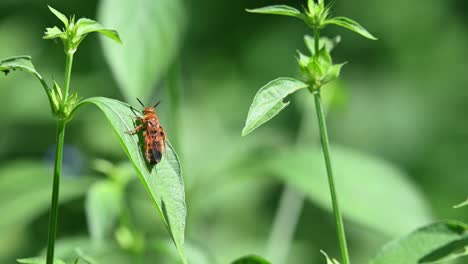 wild bees, hymenoptera, scoliidae, kaeng krachan national park, 4k footage