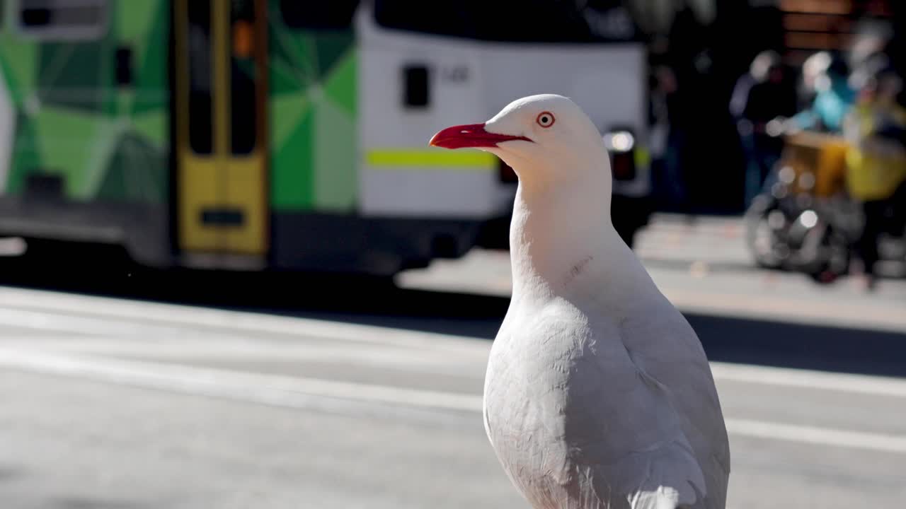 비둘기가 트램이 지나가는 것을 지켜보고 있다