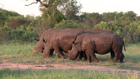 wide shot of white rhino sticking close together while grazing under the late afternoon sun in africa