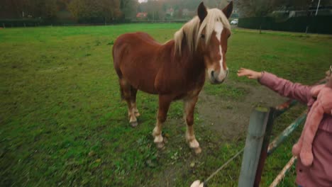 a close-up view of a brown horse with a white stripe on its face, standing in a green pasture surrounded by trees. the scene exudes rural charm and peaceful countryside ambiance.