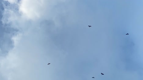 los cuervos y los cuervos giran en lo alto bajo un cielo azul nublado