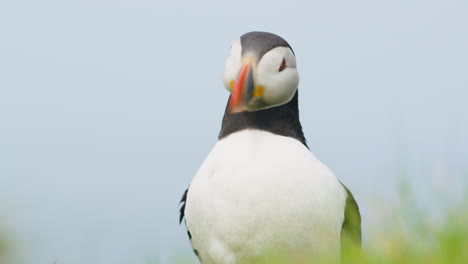 close up of puffin shaking its head and looking around, scotland