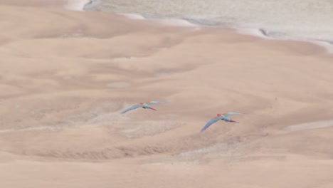 Pair-of-Scarlett-Macaws-flying-over-river-in-Tambopata-National-Reserve