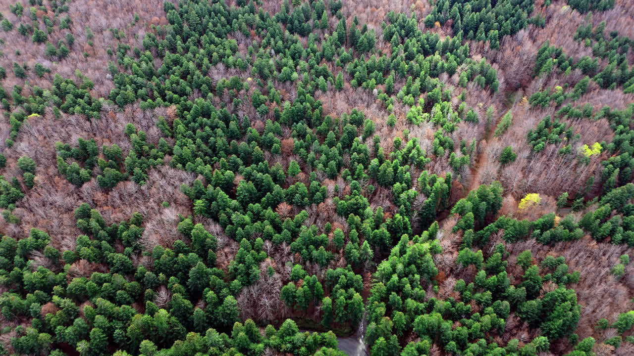 Luftfoto af frodig, grøn skov med forskellige træer og et fredfyldt naturlandskab