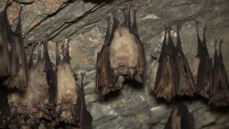 bats sleeping in a cave upside down