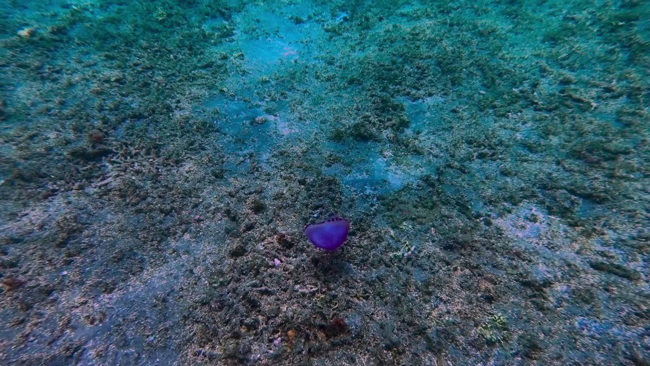 pequeñas medusas moradas se mueven por el lecho marino de coral muerto, tiro de seguimiento cercano