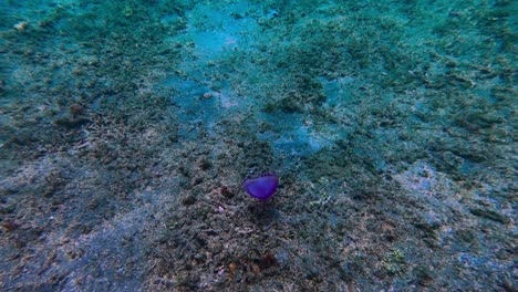 small purple jellyfish moves by dead coral seabed, close tracking shot