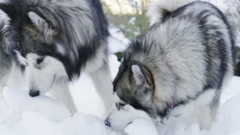 the name is malamute, licence to chill