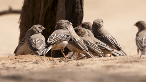 beautiful-close-up-shot-of-several-scaly-feathered-finch-sitting-in-line-drinking-from-a-bowl-in-the-african-savannah