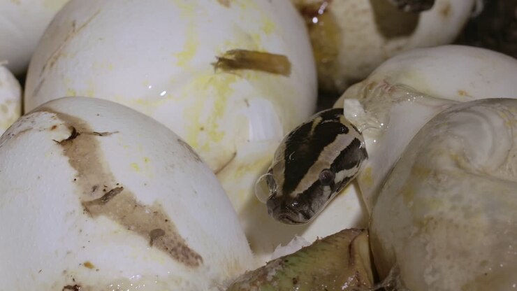 Kleine python die uit een nest eieren tevoorschijn komt
