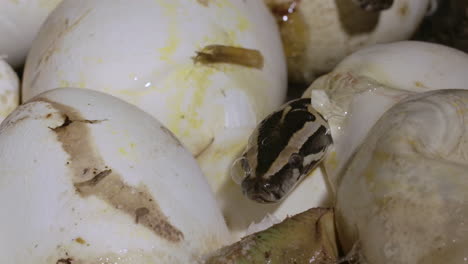 tiny python emerging from nest of eggs