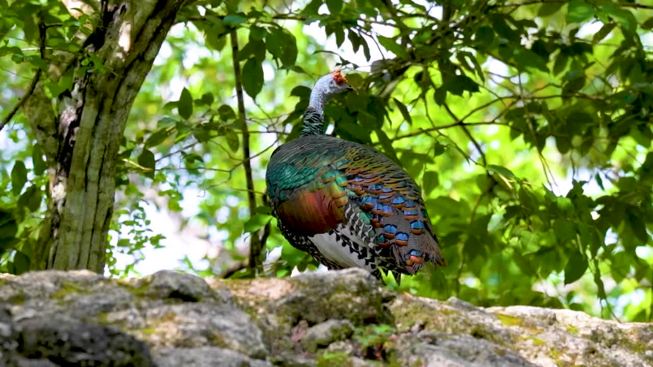 The ocellated turkey is a vibrant wild bird found in the tropical forests of El Petén, Guatemala, admired for its iridescent feathers and unique spotted tail