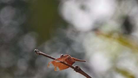 dragonfly waiting for hunt - wind - wings
