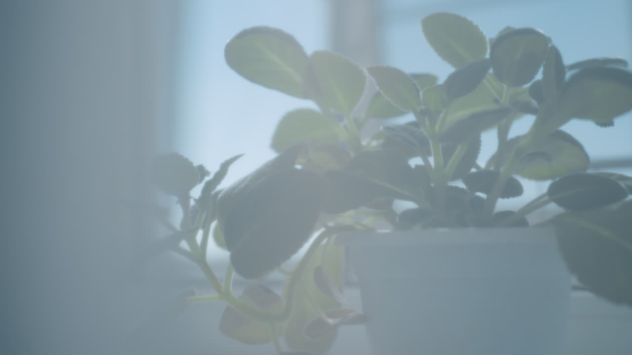 Potted flower on table seen through transparent curtain with gentle daylight highlighting green leaves and creating natural cozy serene calm atmosphere of interior decor with minimal blur effect