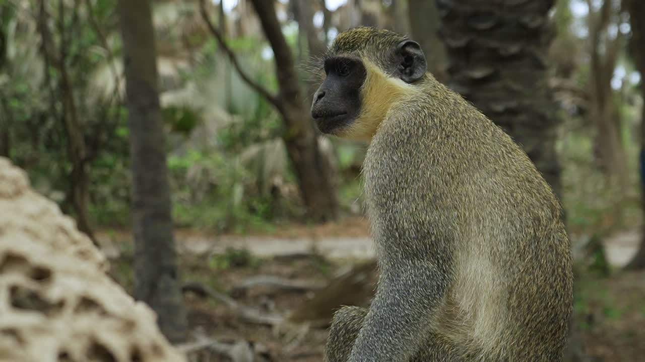 el mono verde descansando en un nido de termitas mientras los turistas caminan por el fondo en el bosque natural de gambia