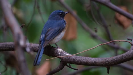 seen from it blue back as it looks from left to right wagging it's tail, indochinese blue flycatcher cyornis sumatrensis, thailand