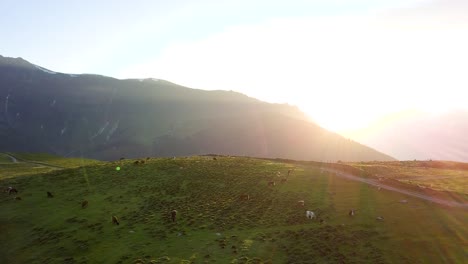 Volando-Sobre-Vacas-En-Un-Campo-De-Montaña-Al-Sol-De-La-Tarde