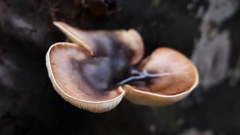 time-lapse of mushroom growing on tree trunk