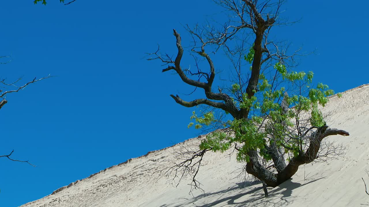 Sand dune with a tree against a blue sky