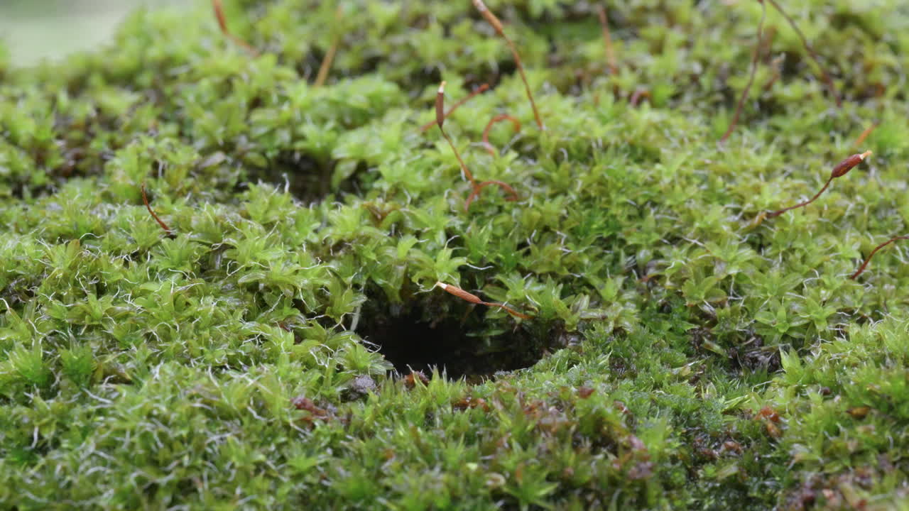Dense moss covering forest ground