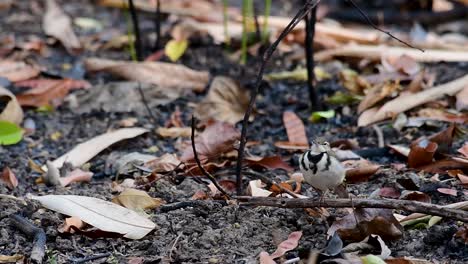 La-Lavandera-Del-Bosque-Es-Un-Ave-Paseriforme-Que-Se-Alimenta-De-Ramas,-Terrenos-Forestales,-Moviendo-La-Cola-Constantemente-Hacia-Los-Lados