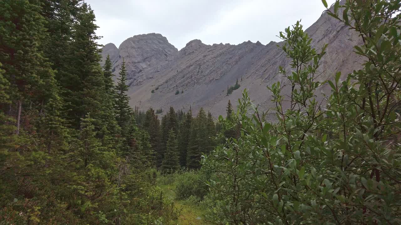 sendero en el bosque de montaña lloviendo rockies kananaskis alberta canada