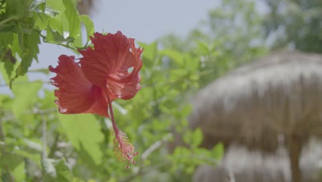 風になびく木の花