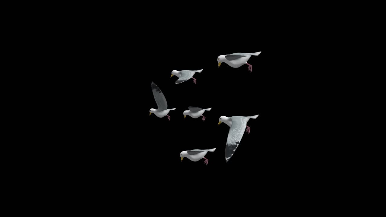 A flock of homing pigeons black cormorants fly fly agaric birds in flight in spring birds wings