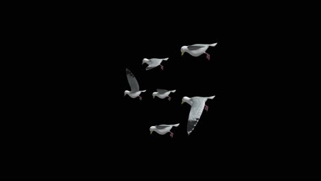 a flock of homing pigeons black cormorants fly fly agaric birds in flight in spring birds wings
