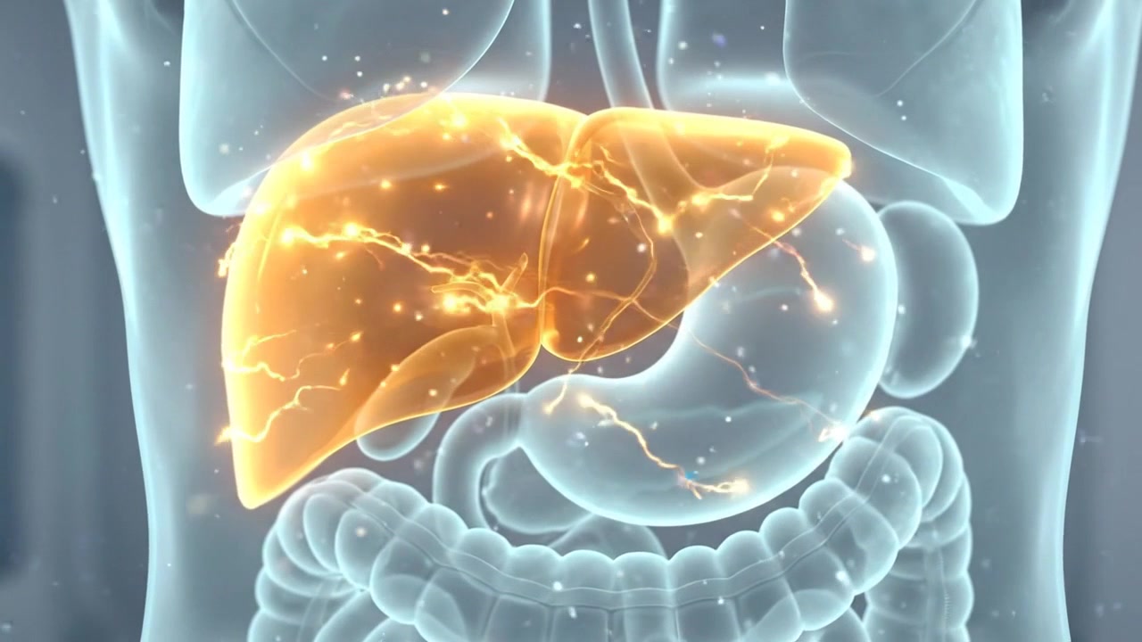 Human liver highlighted above stomach and intestines inside transparent torso medical visualization