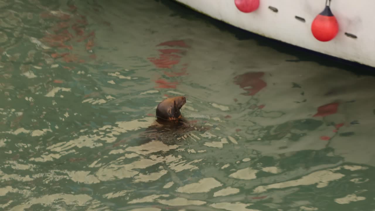 Close-up shot of a brown seal swimming at the side of a fishing boat in Newquay Harbour