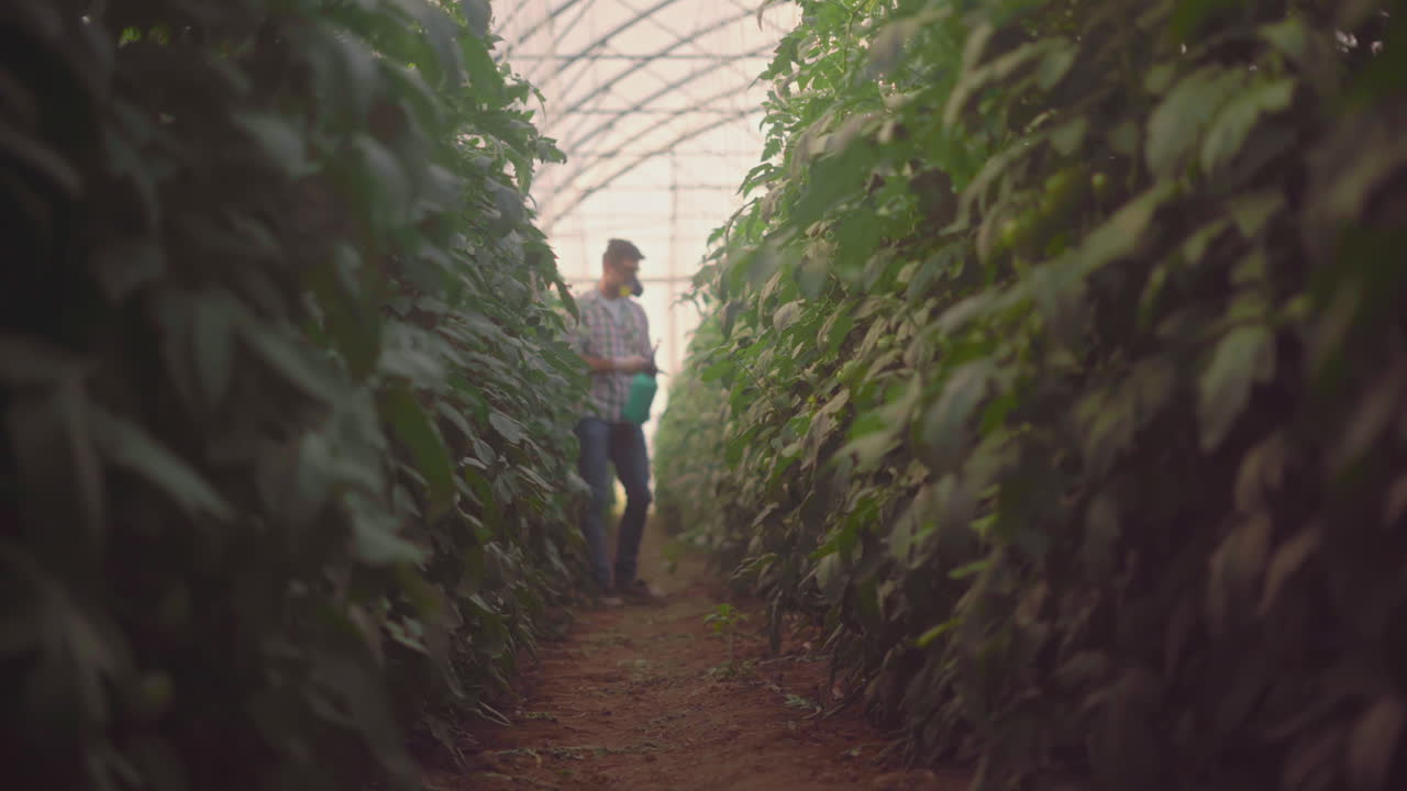 Worker Spraying Pesticides in a Greenhouse