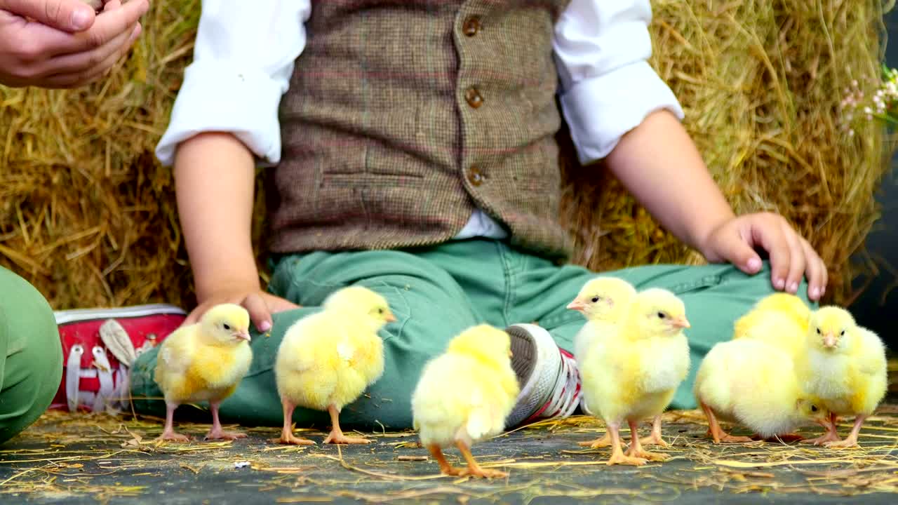 primer plano. dos niños de la aldea, vestidos con estilo, jugando con patitos y pollos, en el fondo un pajar