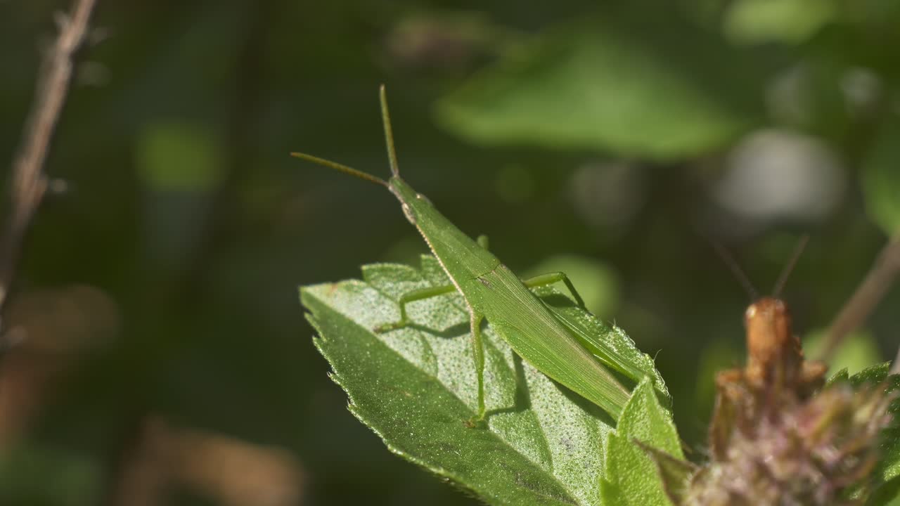Due cavallette appollaiate sulle foglie verdi. - rack focus