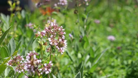 Sage-flowers-macro-with-bee-visiting-from-below-and-mason-bees-pollinating