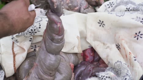 la persona elige y corta tripas frescas recién extraídas del cerdo - cerrar