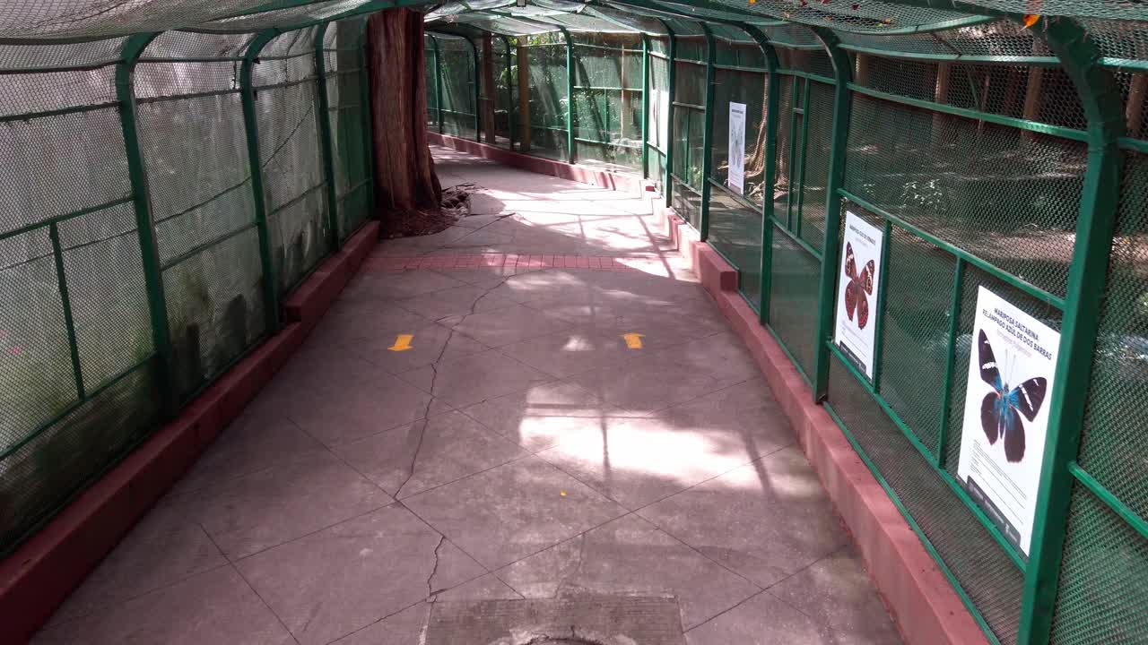 A person walks along a fenced-in pathway in a tropical park, with tree roots invading the sidewalk
