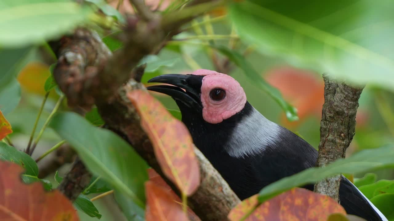 fotografía de cerca de un coleto, sarcops calvus posado en una rama de árbol, chirriando en medio del exuberante dosel de los árboles de su hábitat natural, preguntándose por su entorno