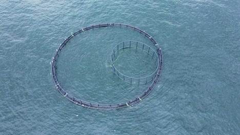 aquaculture fish farm in sea providing farmed sea fish food